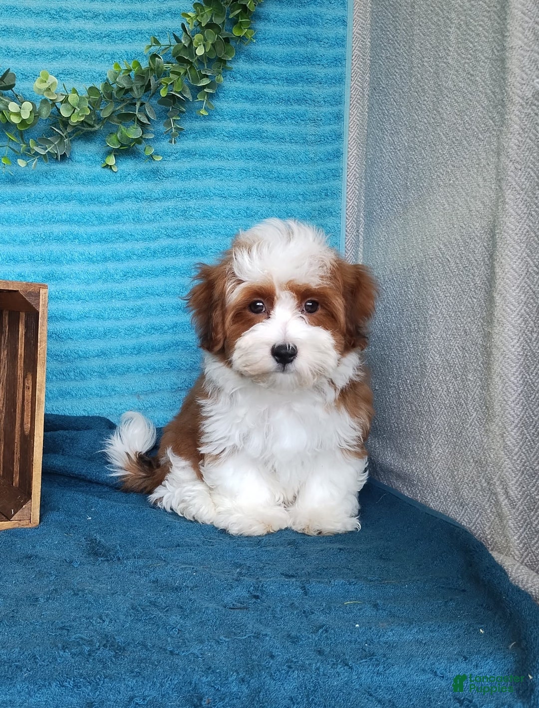 Havanese dogs for sale: Chase - Image 2