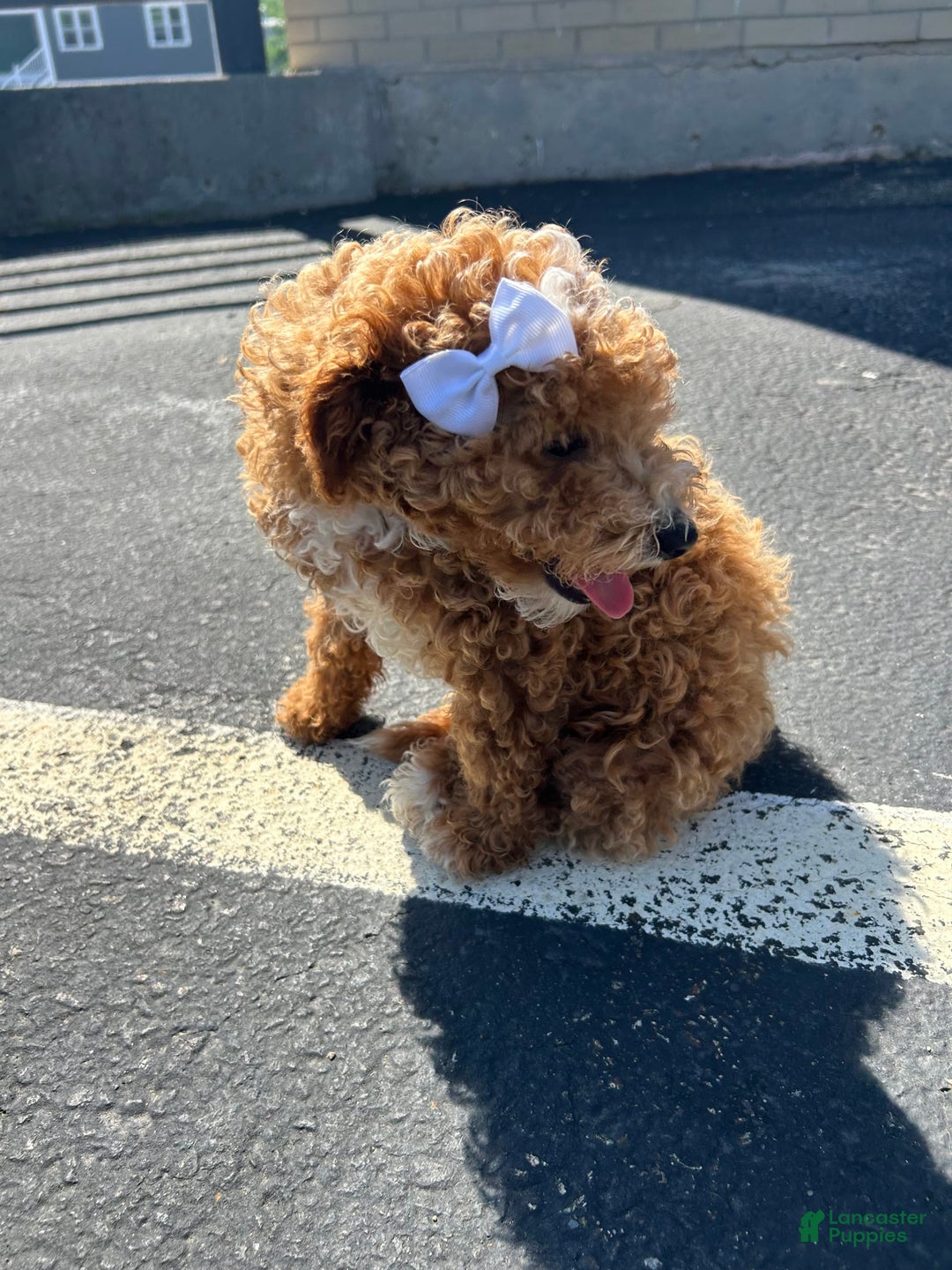 Mini Goldendoodle dogs for sale: Sweet Pea - Image 3