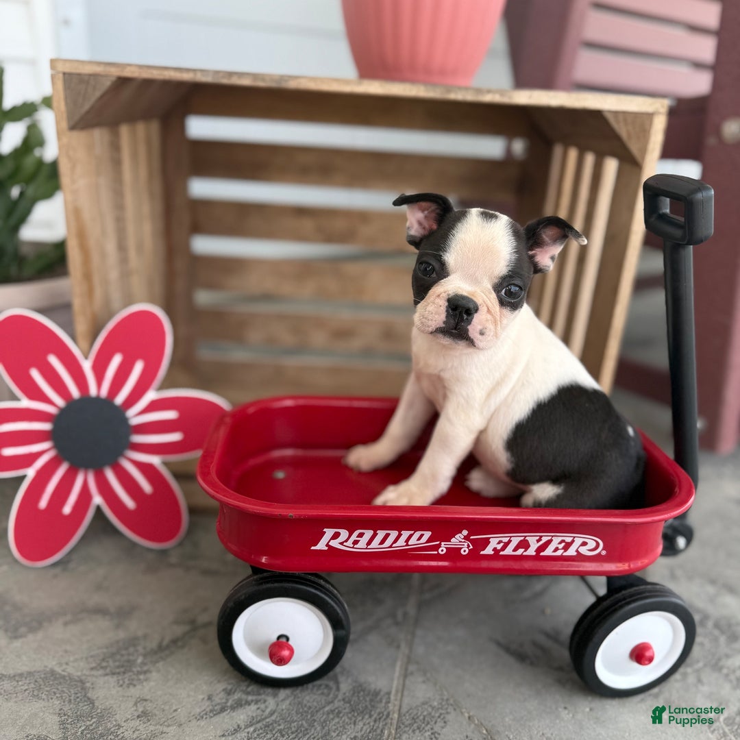 Boston Terrier dogs for sale: Barby - Image 5