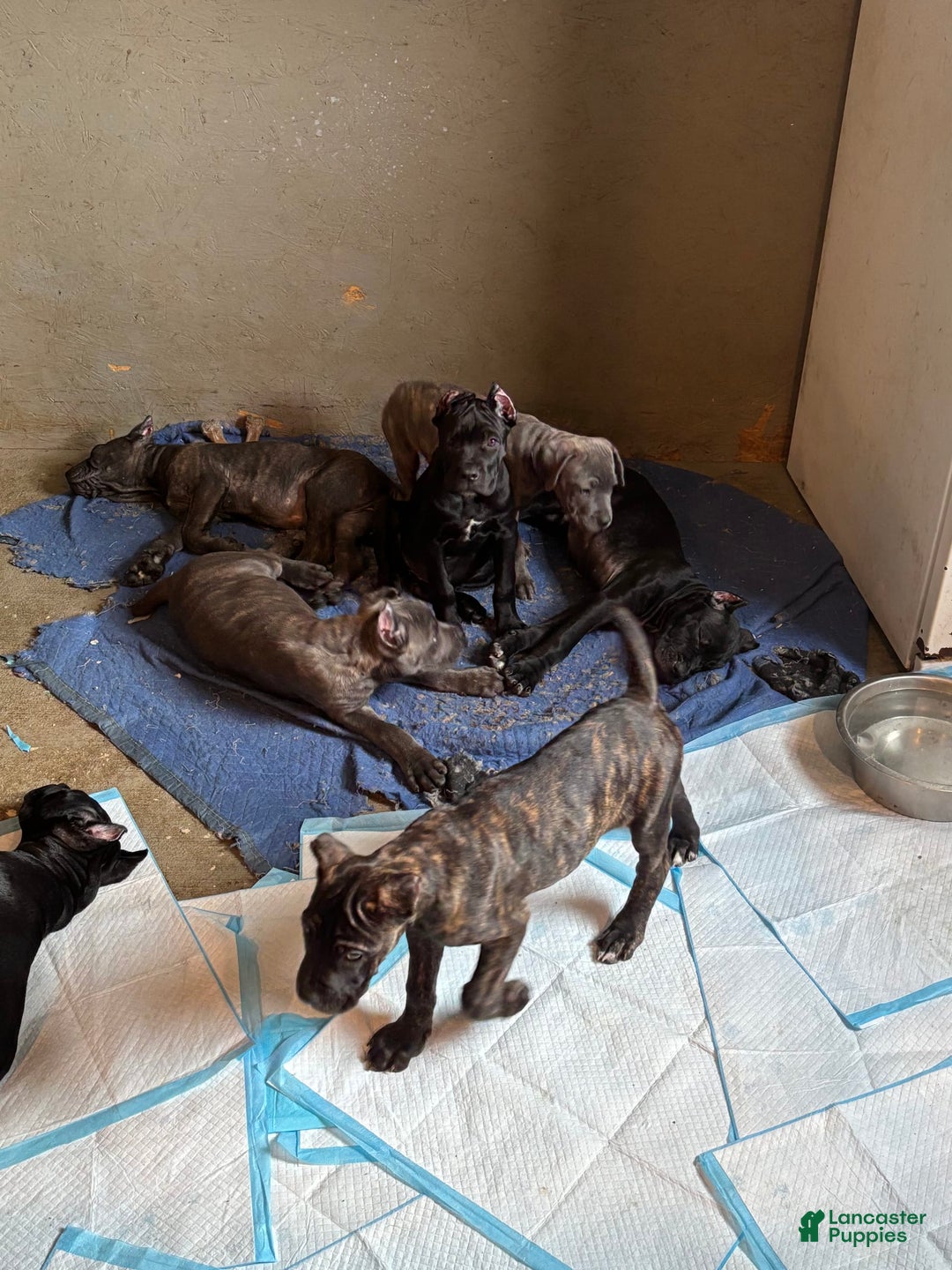 Cane Corso dogs for sale: Deacon - Image 4