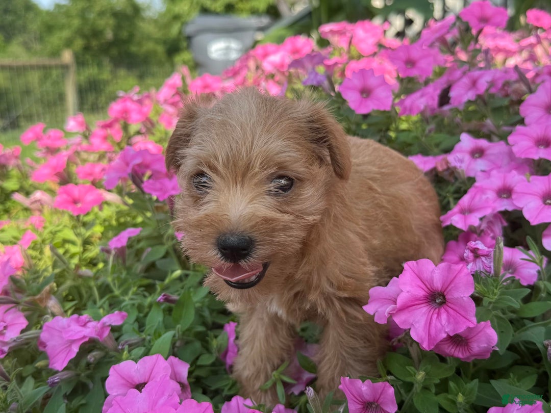 Schnoodle dogs for sale: Isaiah - Image 10