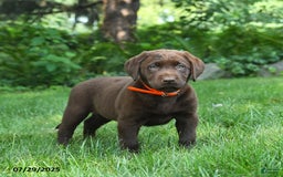 Labrador Retriever dogs for sale: Molly - Image 3