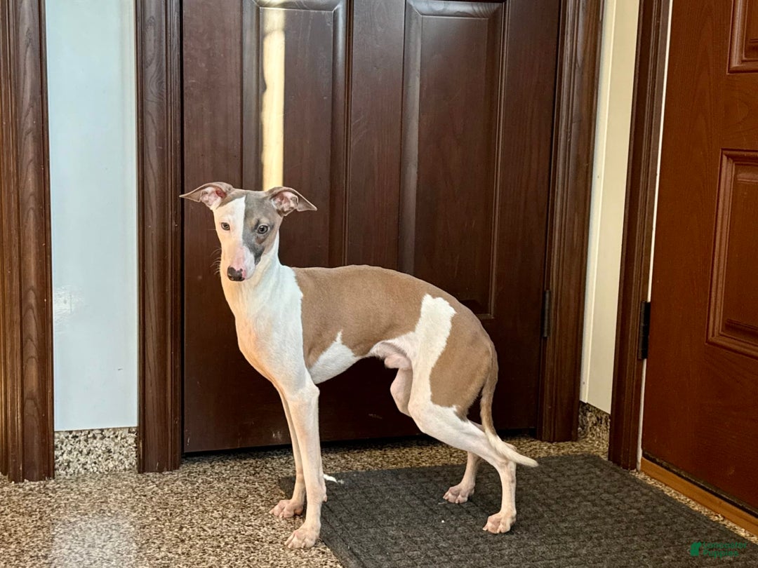 Italian Greyhound dogs for sale: Sammy - Image 5