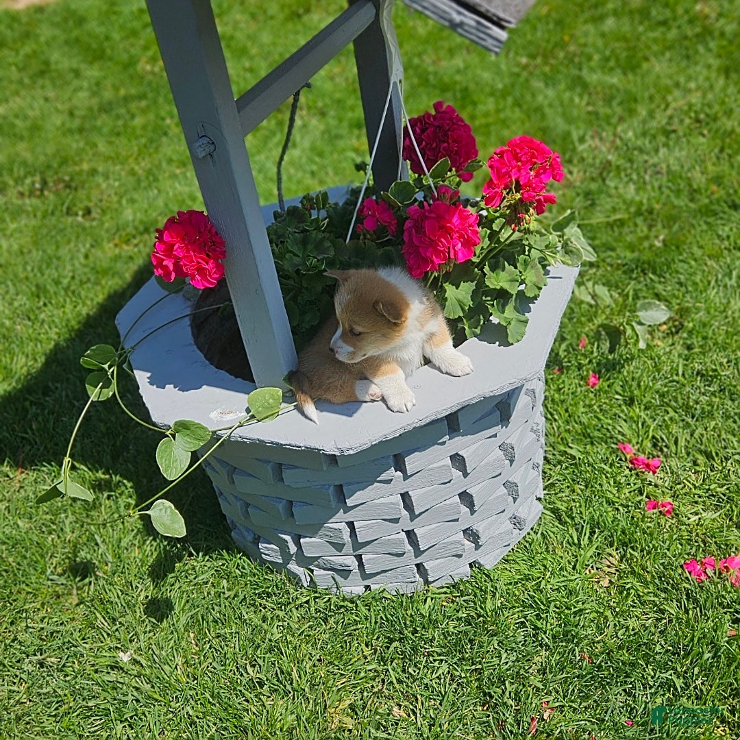 Welsh Corgi Pembroke dogs for sale: Popcorn - Image 4