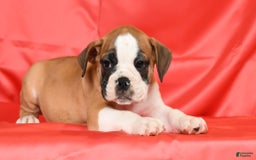 Beabull dogs for sale: Kenton - Image 6