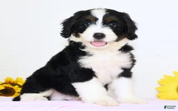Mini Bernedoodle dogs for sale: Blake - Image 1