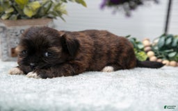 Shorkie dogs for sale: Luella - Image 3