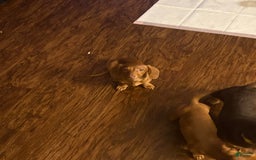 Dachshund dogs for sale: Toys - Image 3