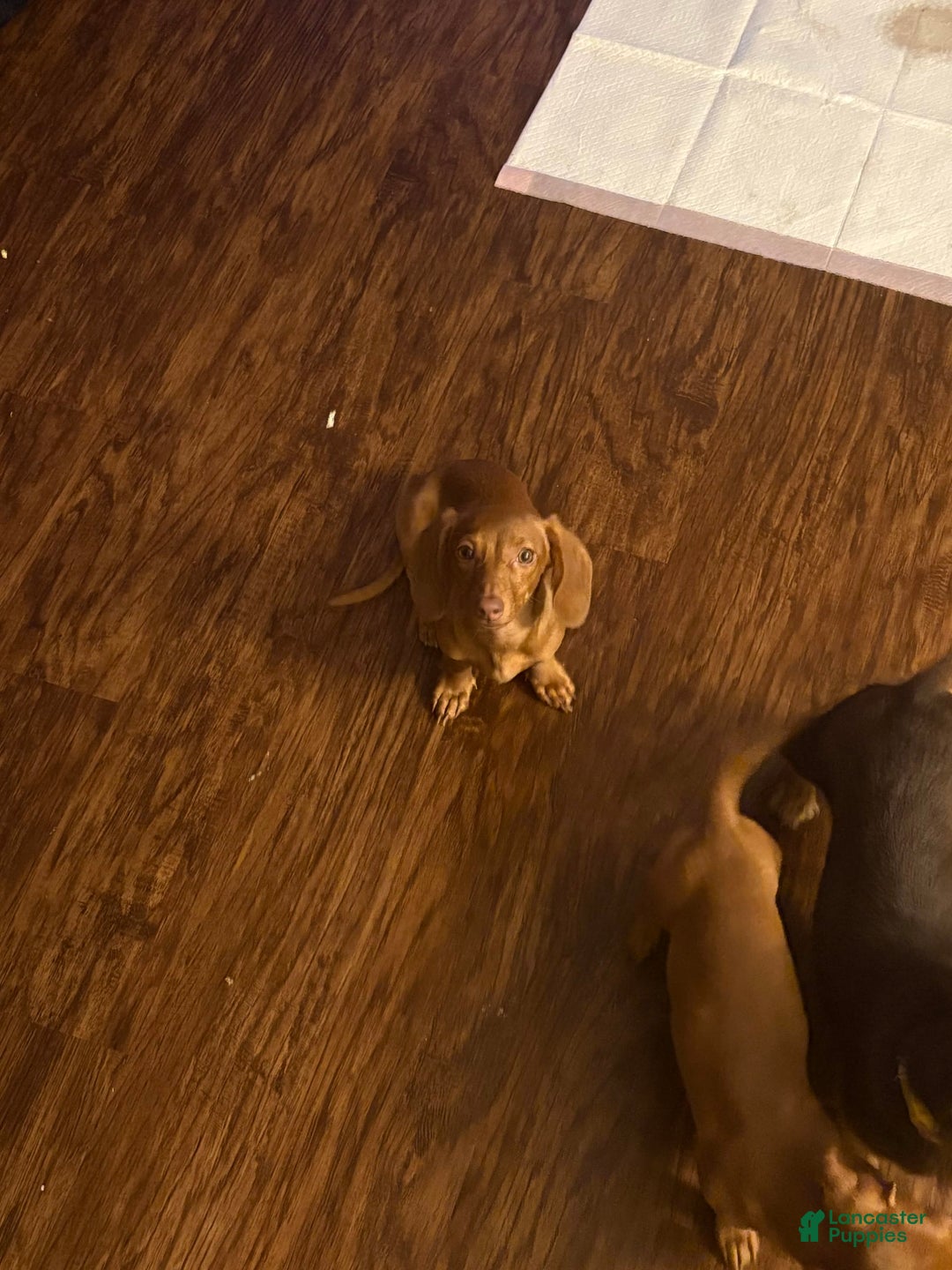 Dachshund dogs for sale: Toys - Image 3