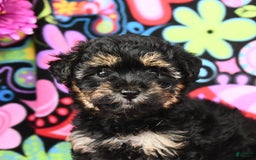 Yorkiepoo dogs for sale: Zoey - Image 1