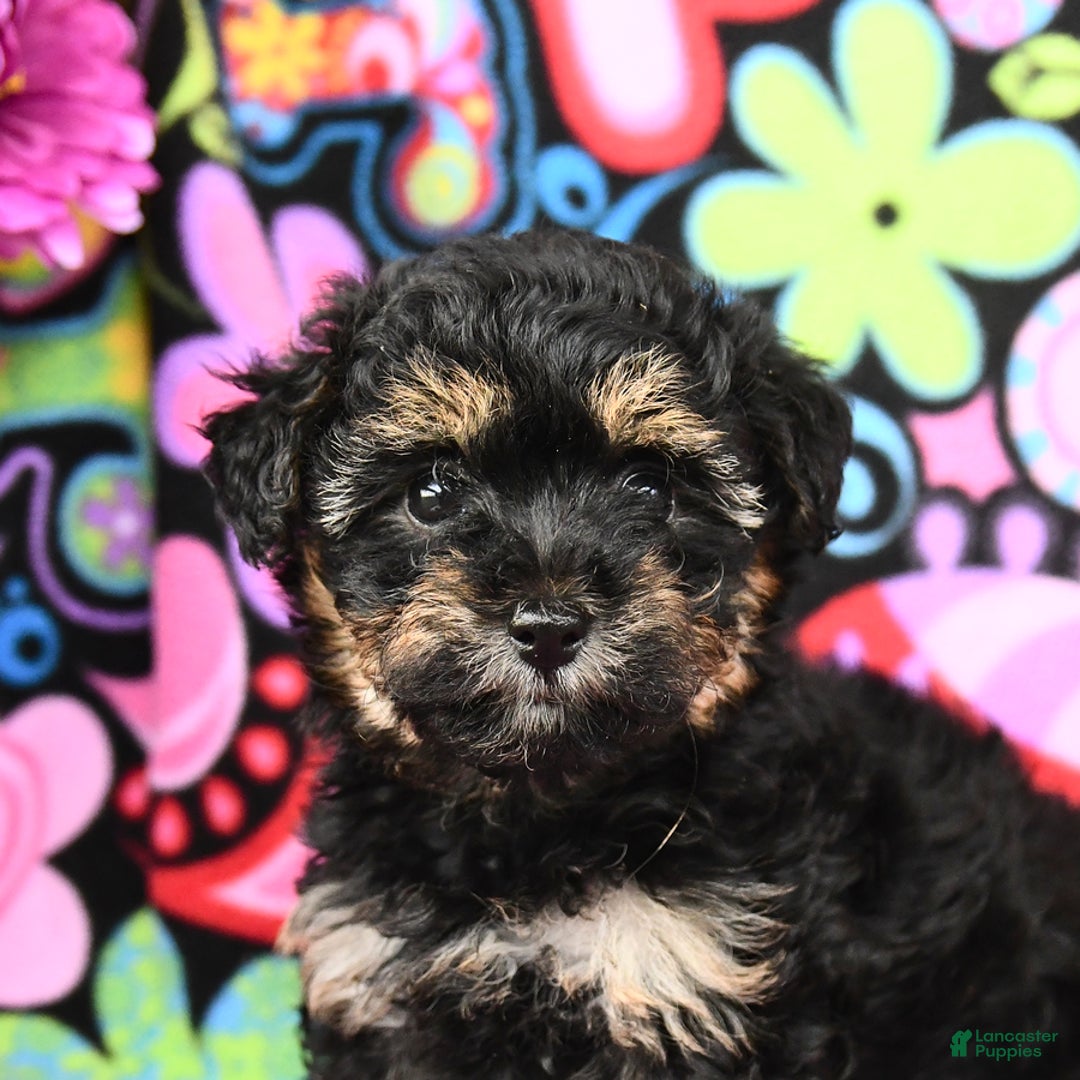 Yorkiepoo dogs for sale: Zoey - Image 1