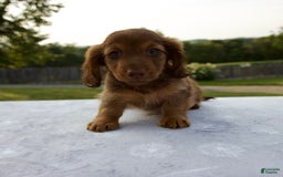 Miniature Dachshund dogs for sale: Skye - Image 12