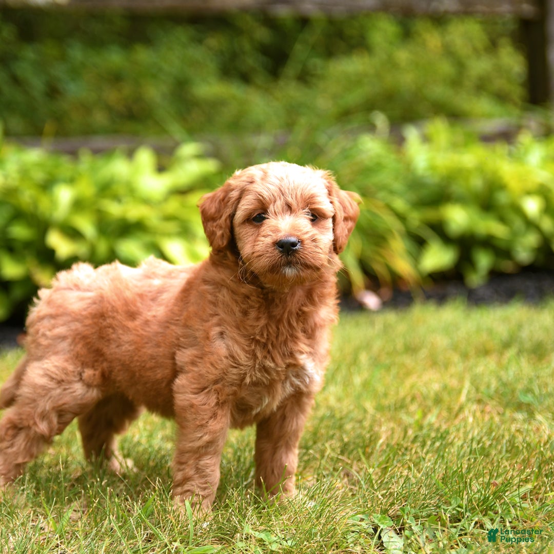 Mini Goldendoodle dogs for sale: Roxie - Image 4
