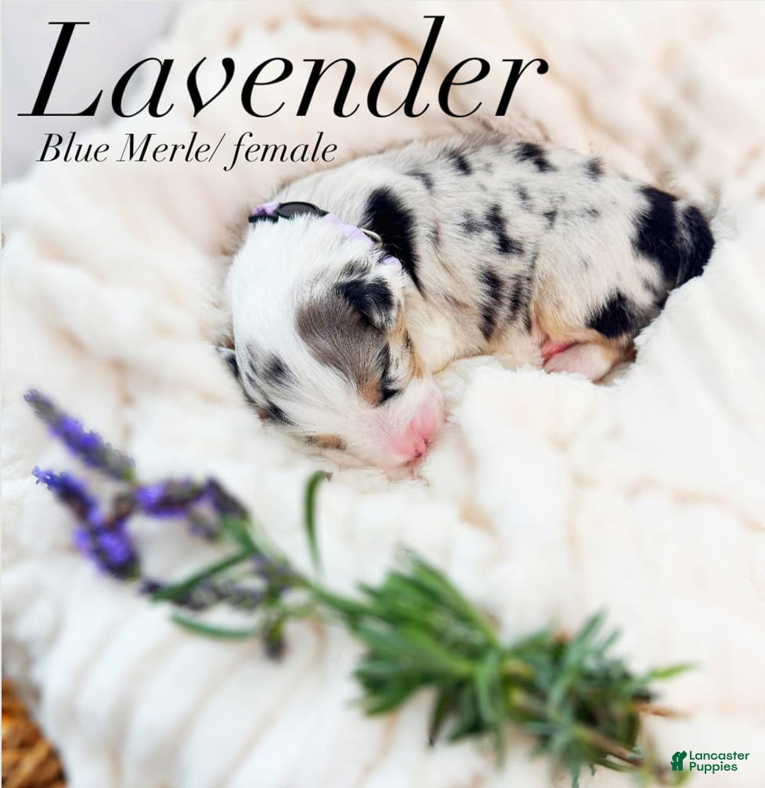 Australian Shepherd dogs for sale: Lavender - Image 1