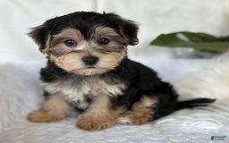 Morkie dogs for sale: LUKE - Image 9