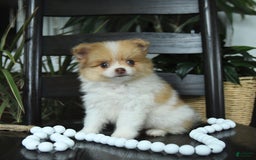 Pomeranian dogs for sale: Indie - Image 2
