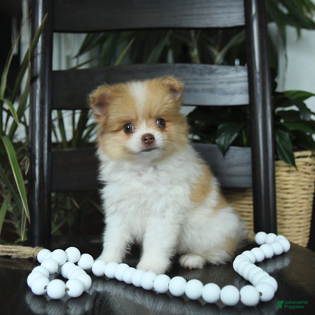 Pomeranian dogs for sale: Indie - Image 2