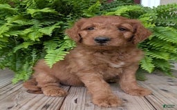 Goldendoodle dogs for sale: Dash - Image 9
