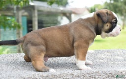 French Bulldog dogs for sale: Bentley mini bulldogge - Image 5