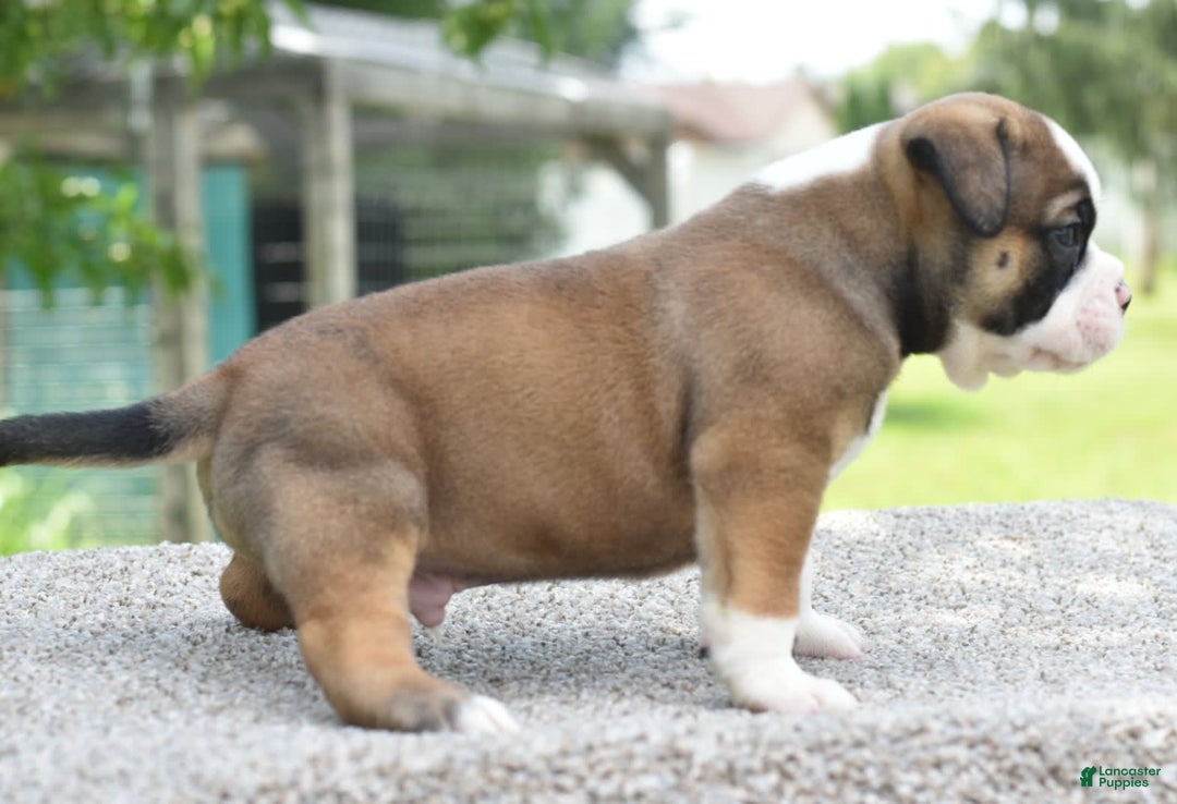 French Bulldog dogs for sale: Bentley mini bulldogge - Image 5