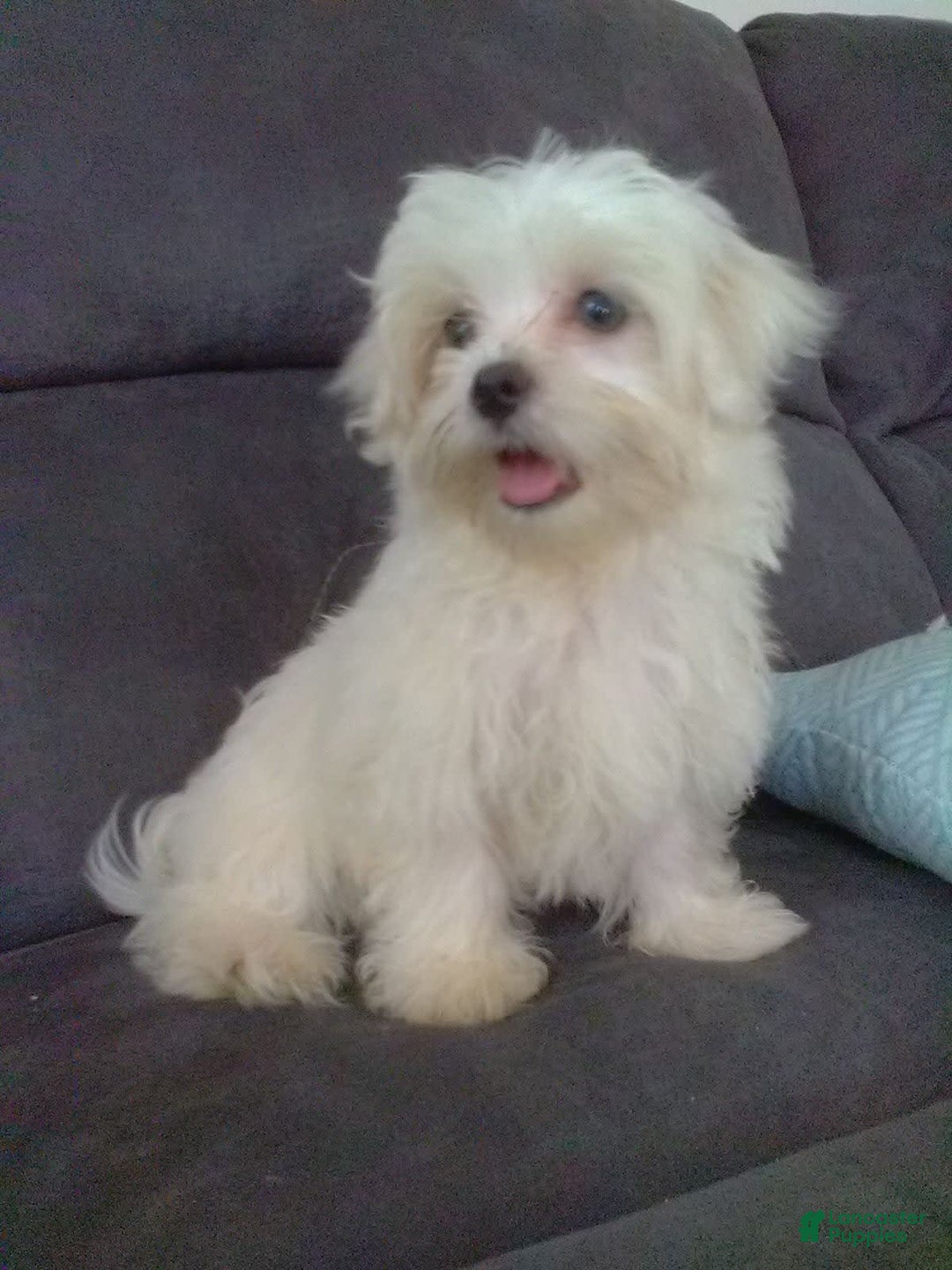 Maltese dogs for sale: Dawson - Image 2