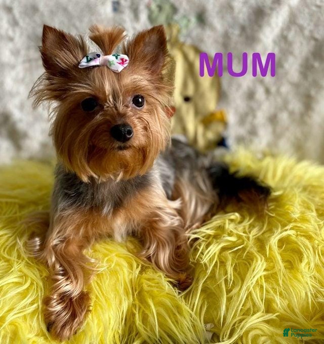 Yorkshire Terrier dogs for sale: Femi - Image 2