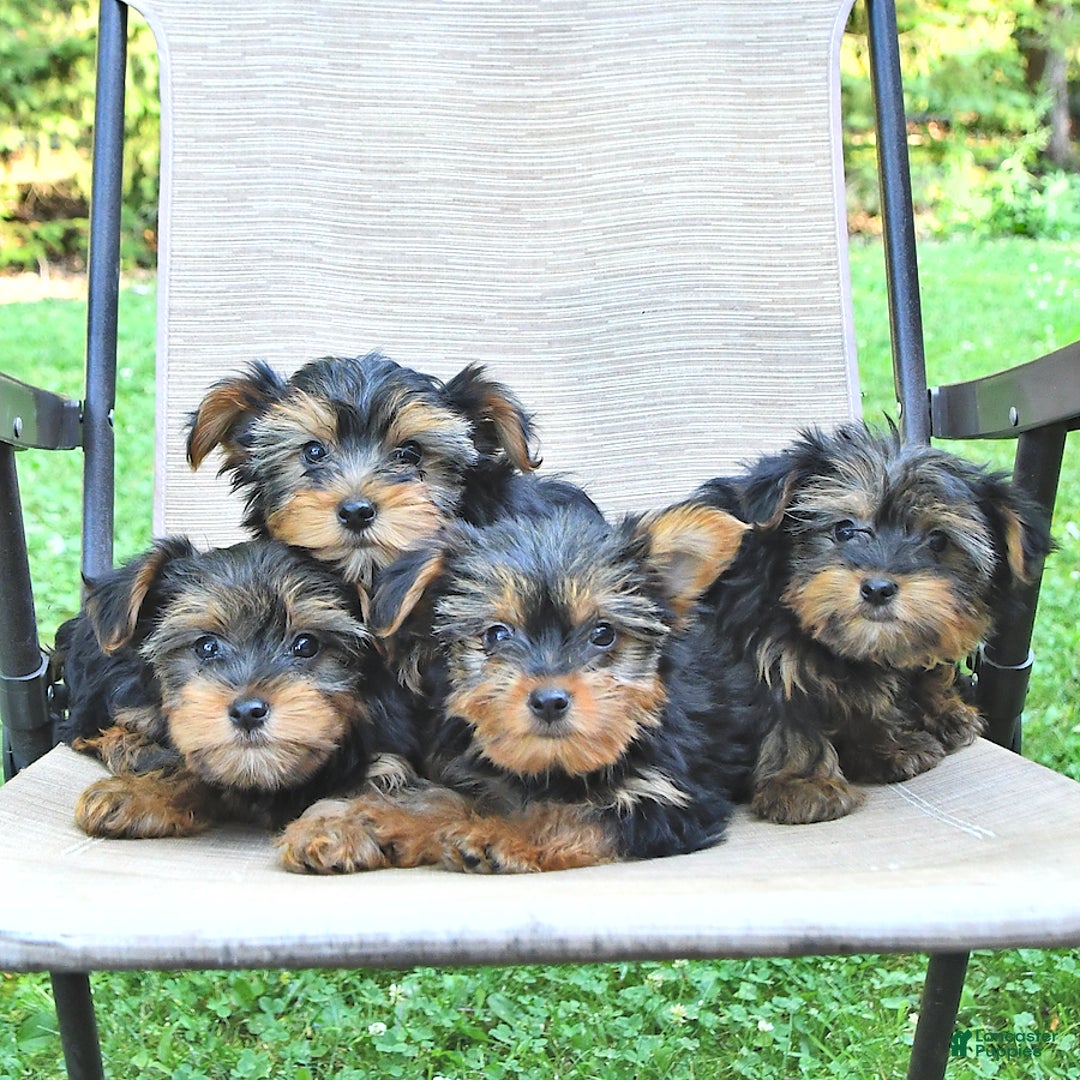 Yorkshire Terrier dogs for sale: Donavan - Image 1