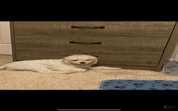 Miniature Poodle dogs for sale: Sonic - Image 25