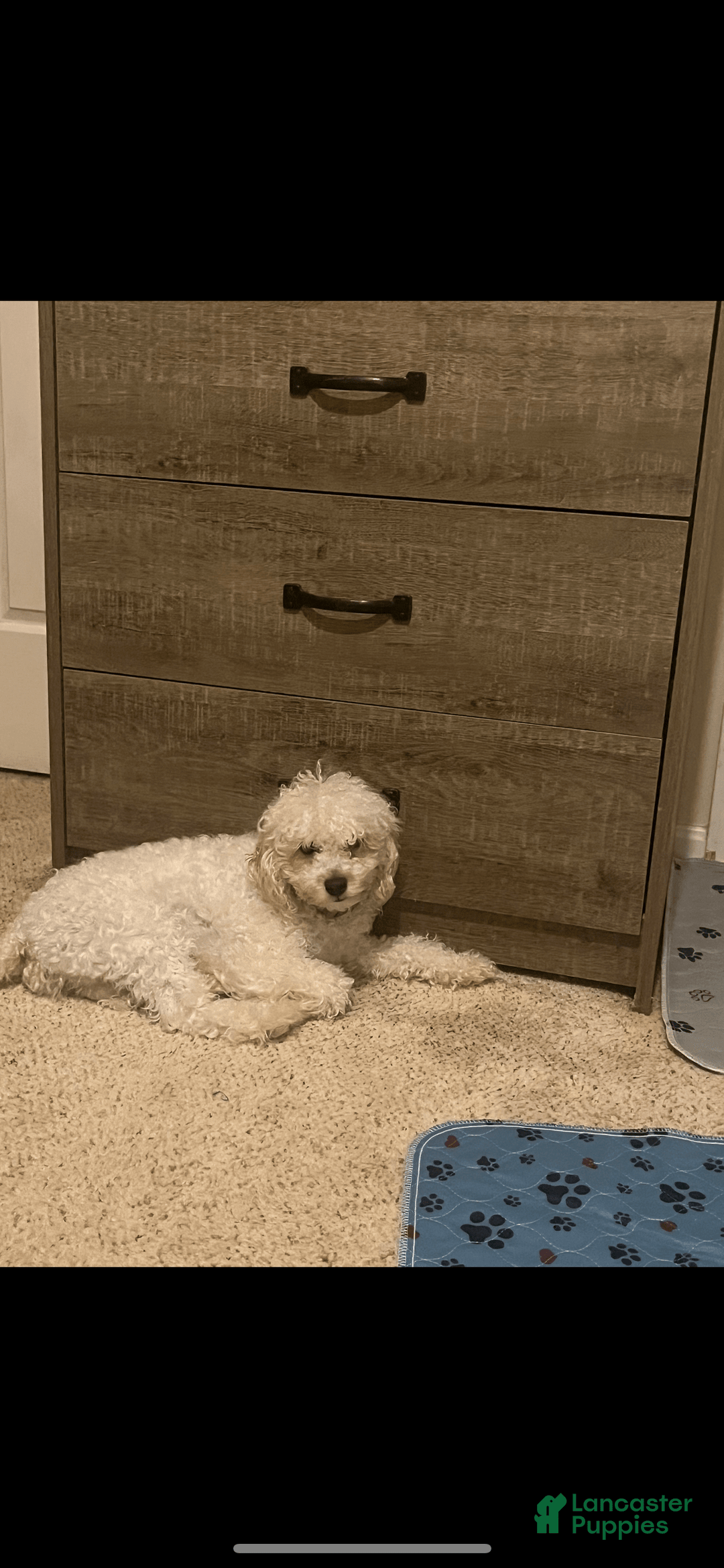 Miniature Poodle dogs for sale: Sonic - Image 25