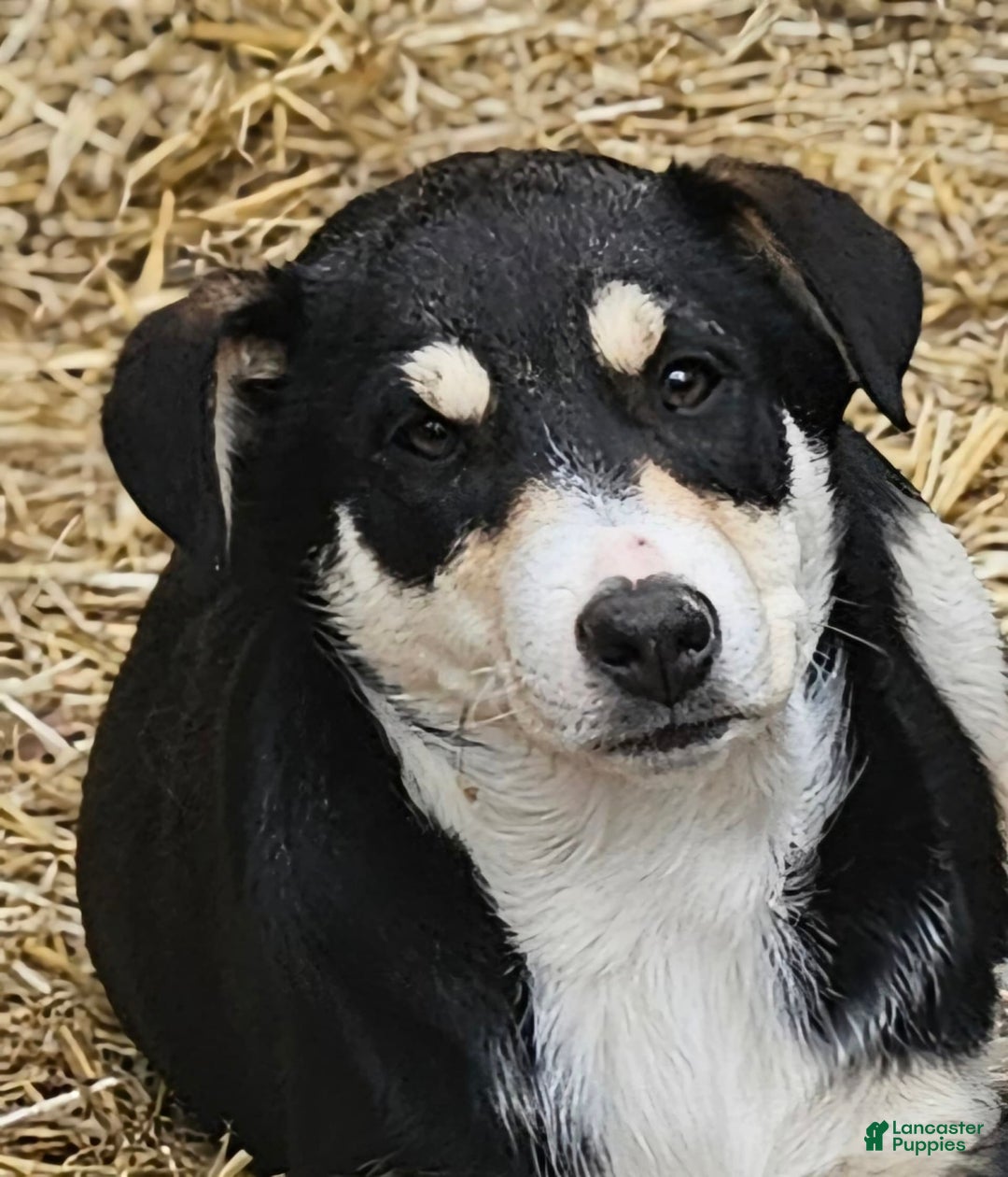 Border Collie dogs for sale: Nicky - Image 3