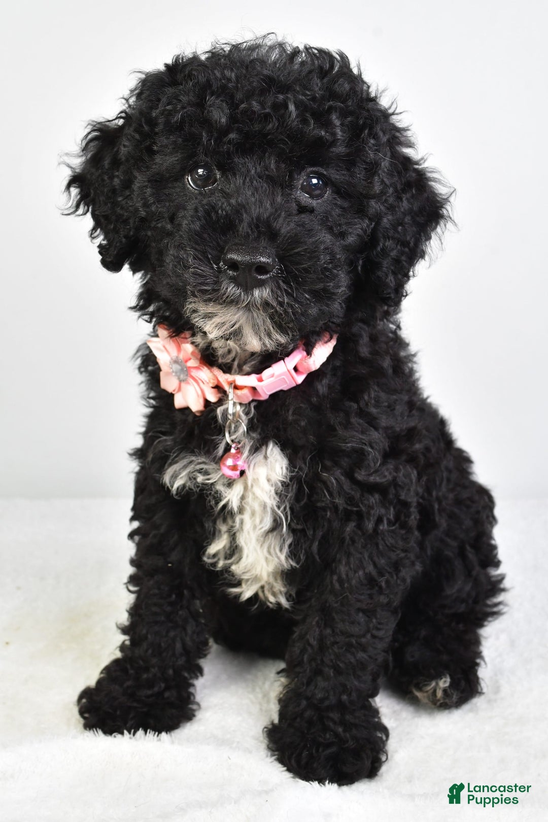 Miniature Poodle dogs for sale: Leah - Image 5