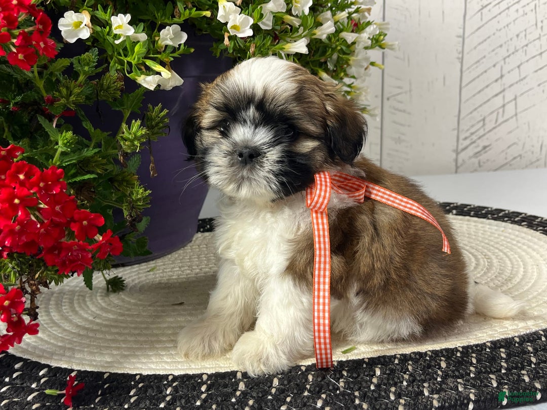 Shih Tzu dogs for sale: Cody - Image 1
