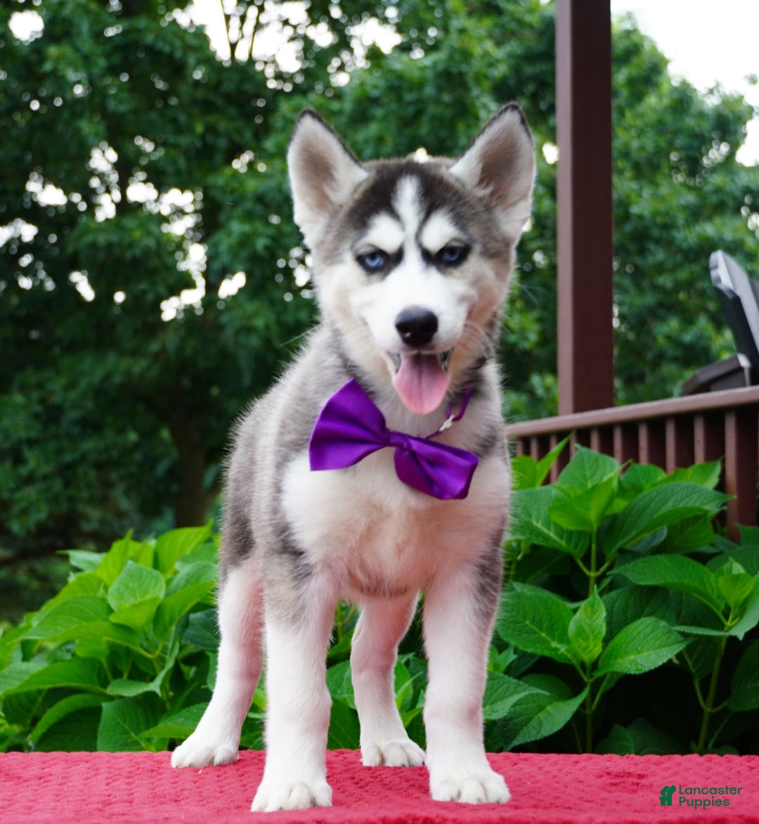 Siberian Husky dogs for sale: Stella - Image 7