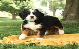 Bernedoodle dogs for sale: Basil - Image 8