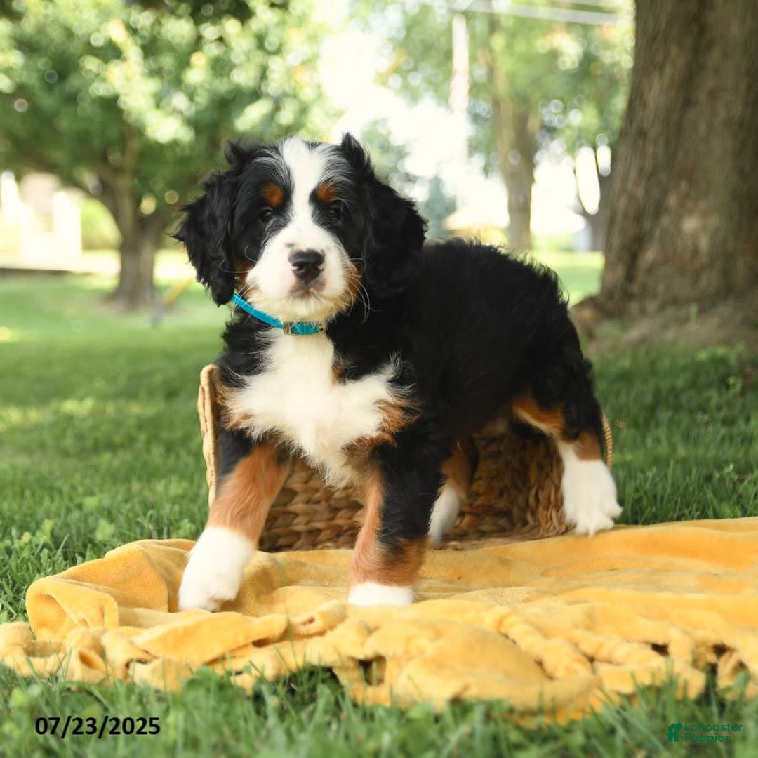 Bernedoodle dogs for sale: Basil - Image 8