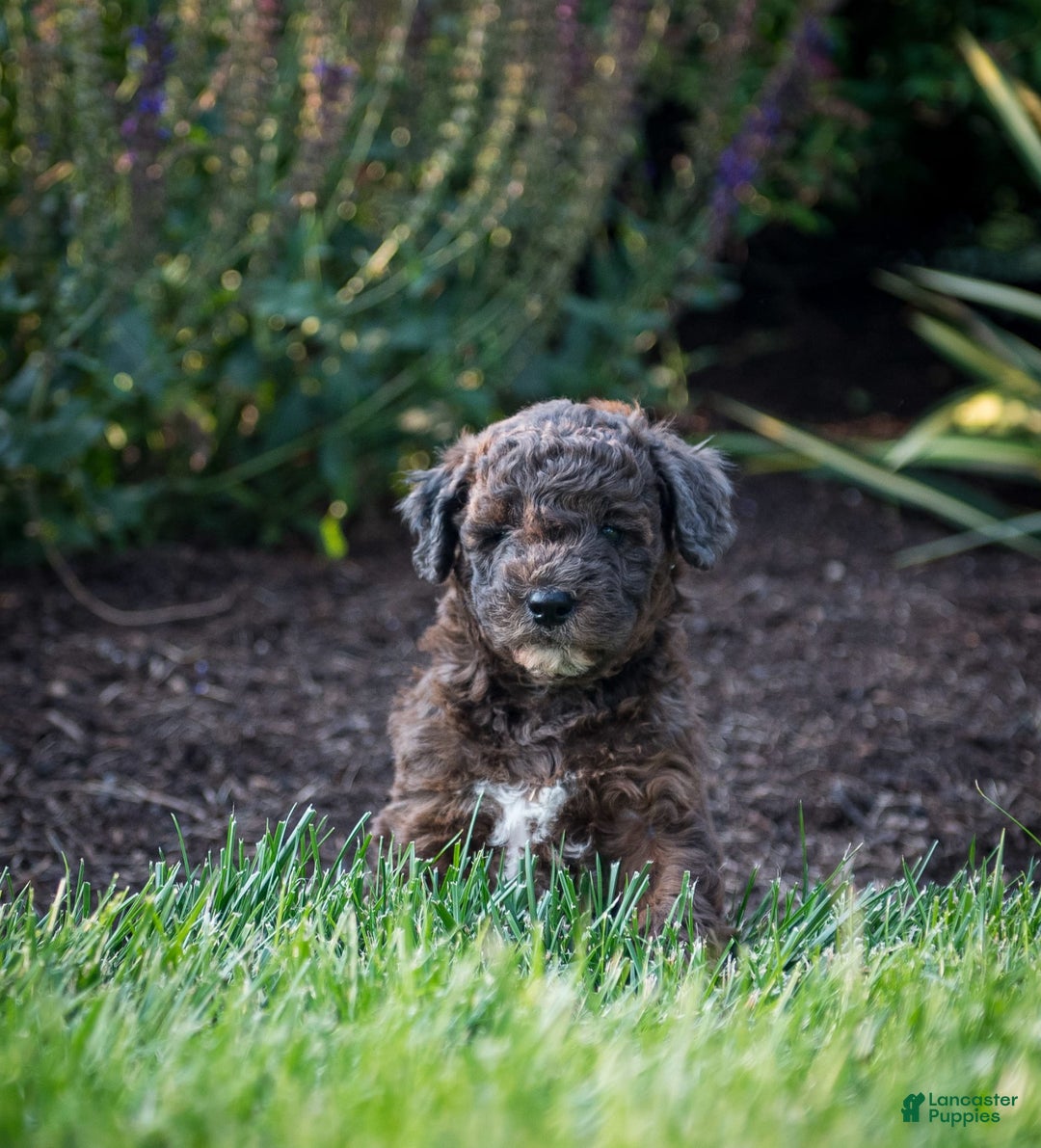 Goldendoodle dogs for sale: Janet - Image 1