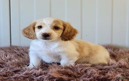 Miniature Dachshund dogs for sale: Rollie - Image 5