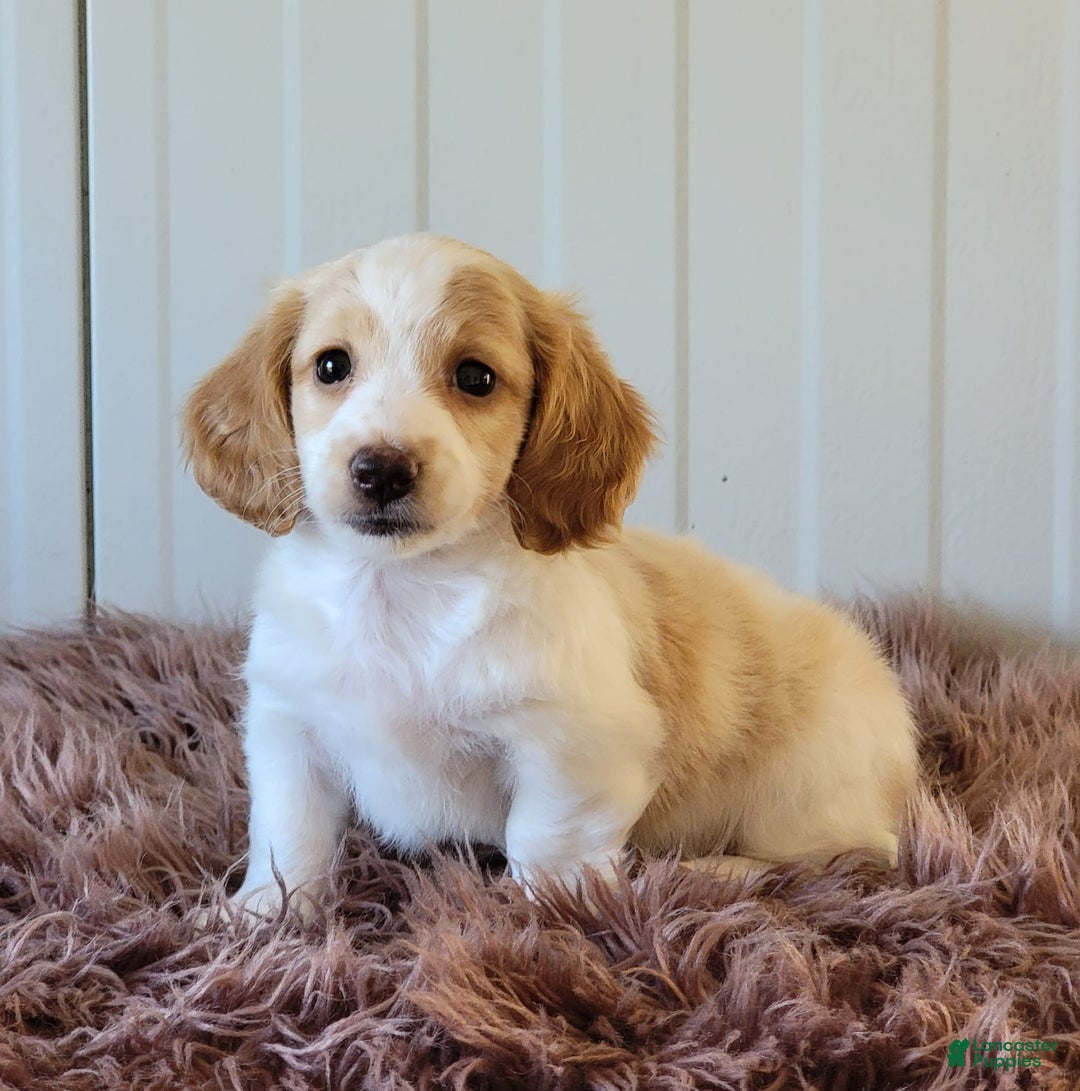Miniature Dachshund dogs for sale: Rollie - Image 5