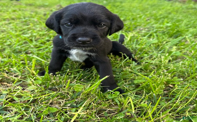 Cane Corso dogs for sale - Ad 3