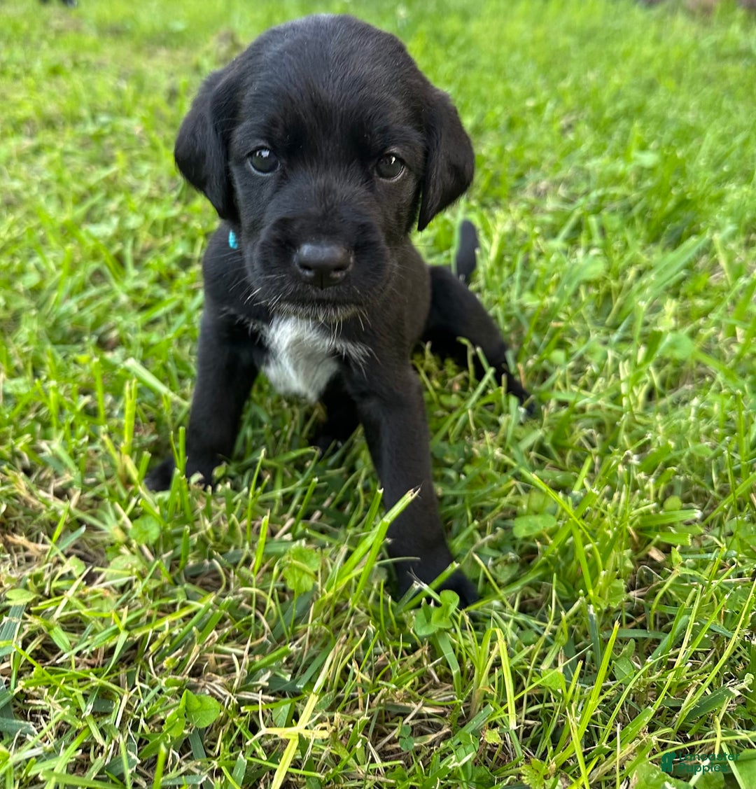 Cane Corso dogs for sale: Lily - Image 1