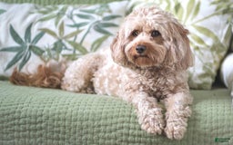 Airedale Terrier dogs for sale: Adam - Image 4