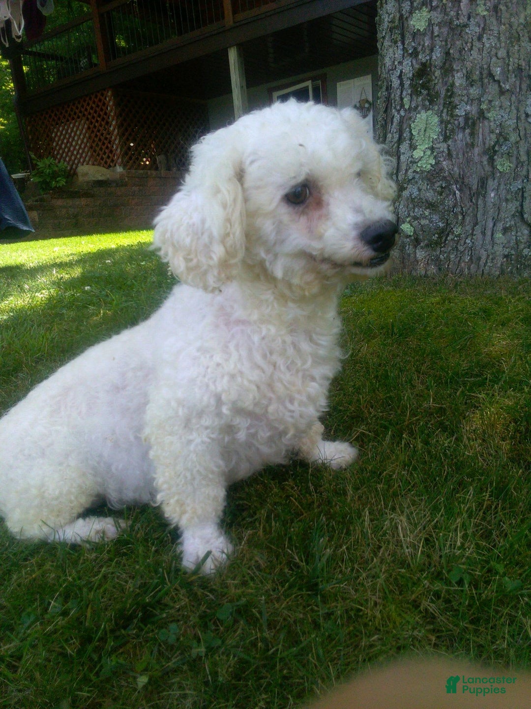 Teddy Bear dogs for sale: Sammy - Image 10