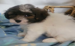 Shihpoo dogs for sale: Roco - Image 3