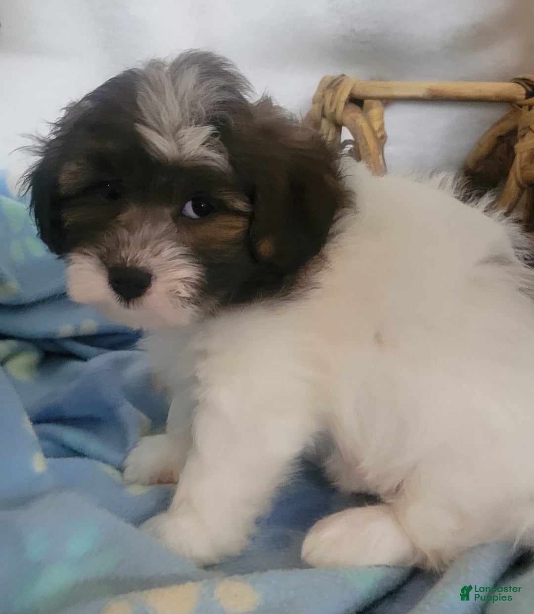 Shihpoo dogs for sale: Roco - Image 3
