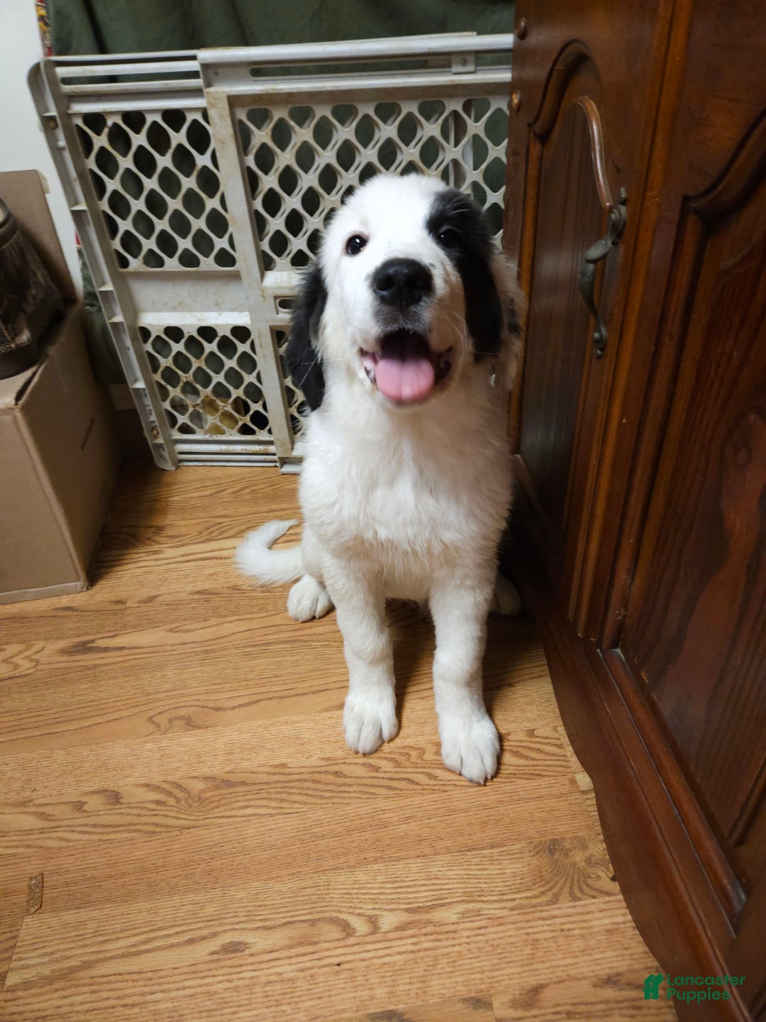 Great Pyrenees dogs for sale: Amie - Image 11