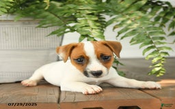 Jack Russell Terrier dogs for sale: Jack Russell Terrier 4 puppies - Image 12