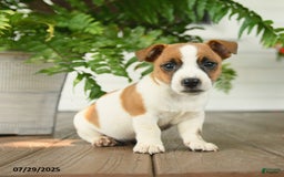Jack Russell Terrier dogs for sale: Caramel - Image 1