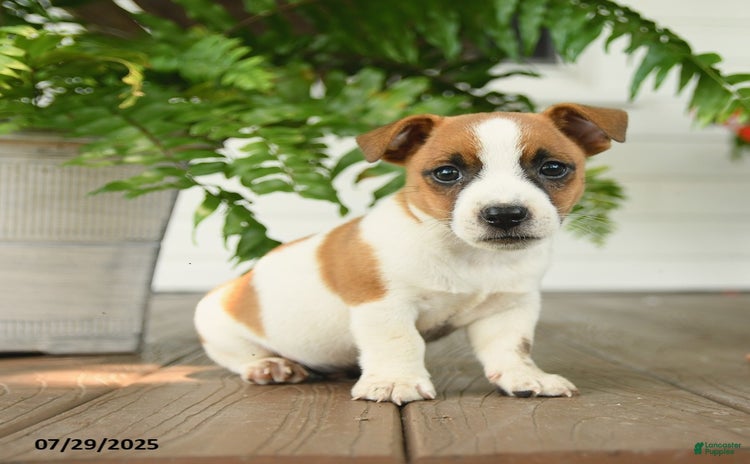 Jack Russell Terrier dogs for sale - Ad 1