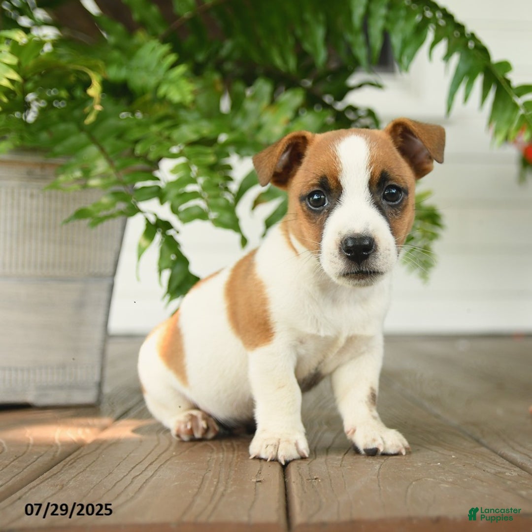 Jack Russell Terrier dogs for sale: Caramel - Image 1