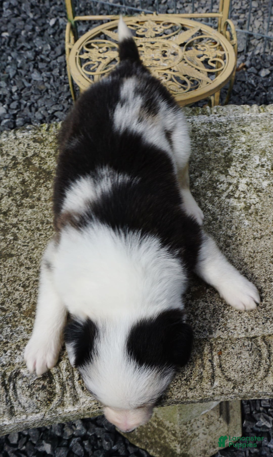 Border Collie dogs for sale: Roman - Image 2
